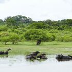 ...Wasserbüffel beim Bad im Yala Nationalpark...