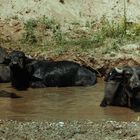 Wasserbüffel beim Bade (bei Fildu, Jud. Salaj)