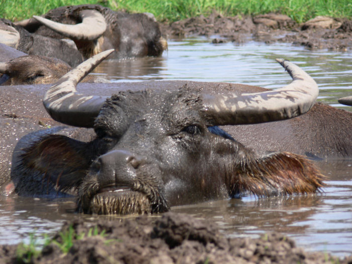 Wasserbüffel beim baden