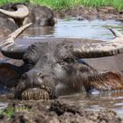 Wasserbüffel beim baden