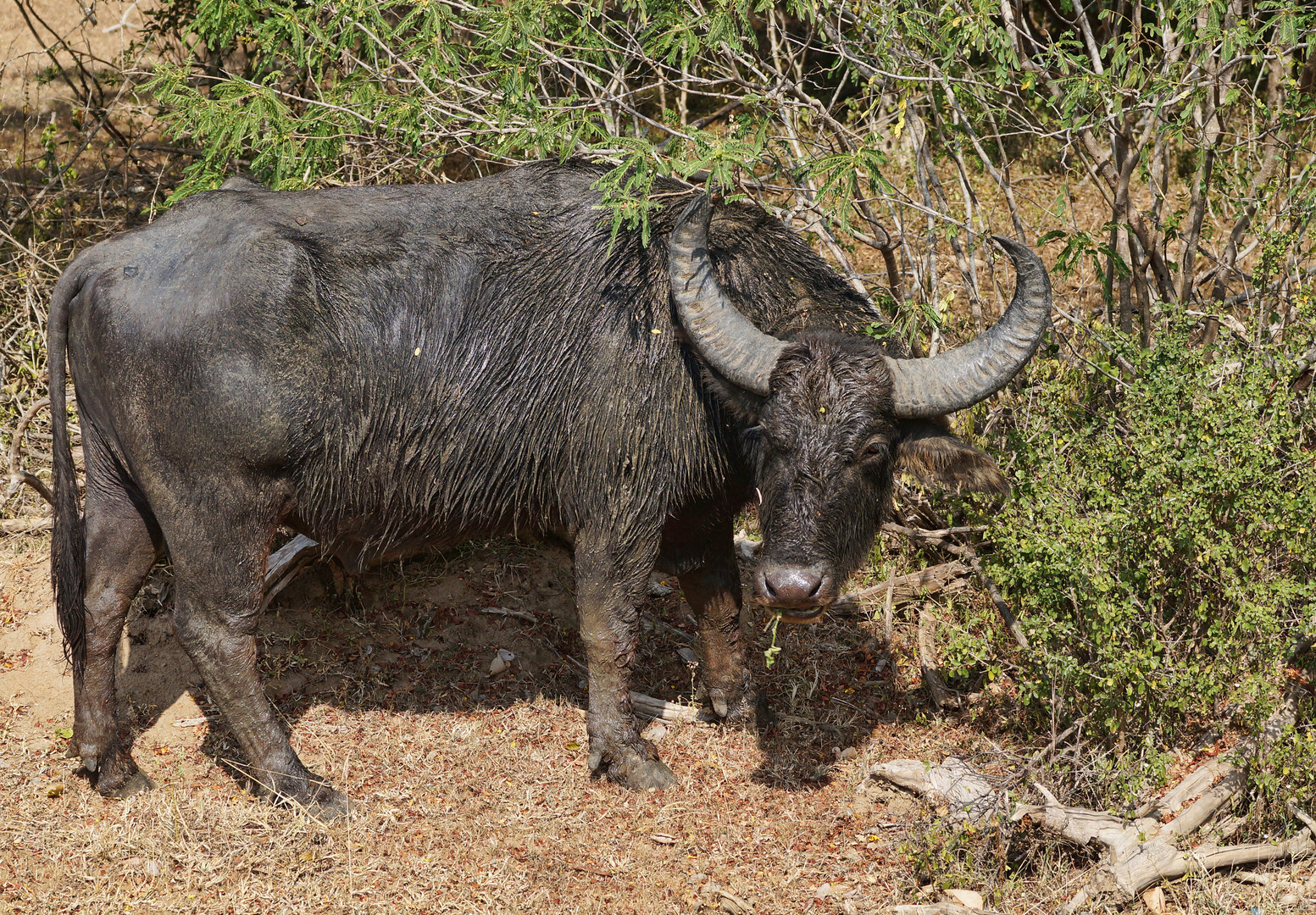 Wasserbüffel (Bubalus arnee)