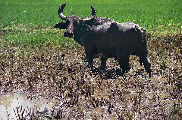 Wasserbüffel