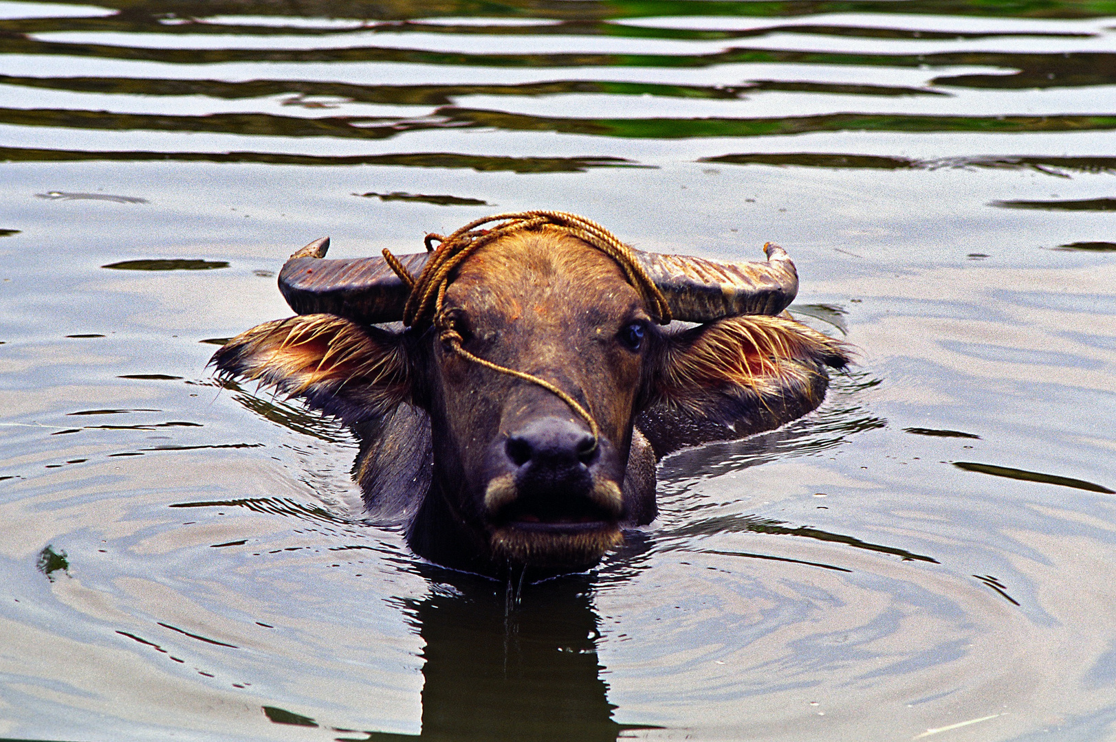 Wasserbüffel 