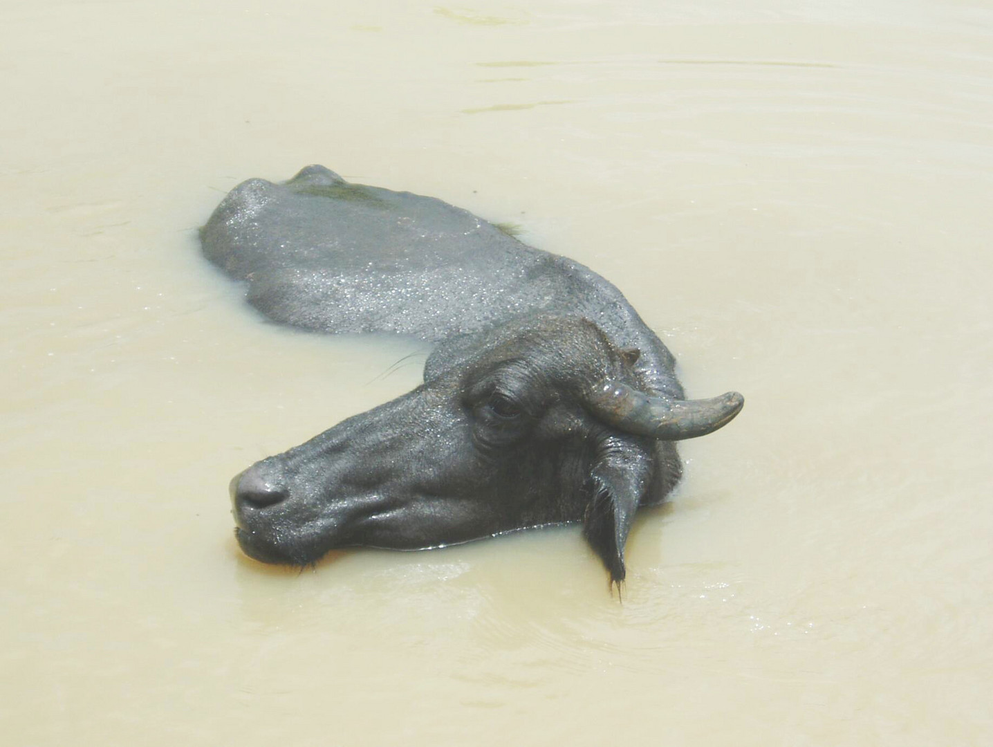 Wasserbüffel - eine Erfrischung in trübem Wasser