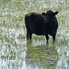 Wasserbüffel im Reisfeld – fast eine Sinnestäuschung 02