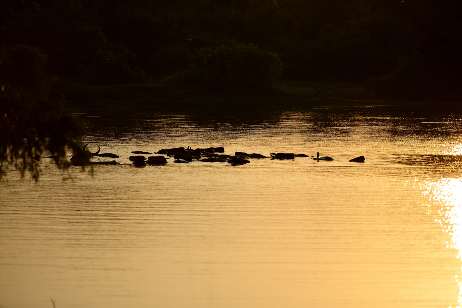 Wasserbüffel im Sonnenaufgang