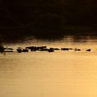 Wasserbüffel im Sonnenaufgang