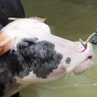 Wasserbüffel im Toraja-Land
