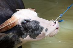 Wasserbüffel im Toraja-Land