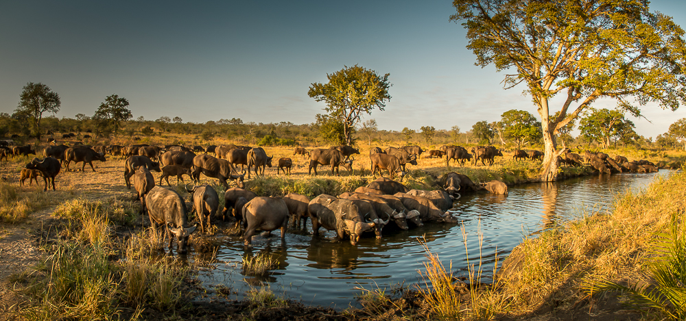 Wasserbüffel in Südafrika