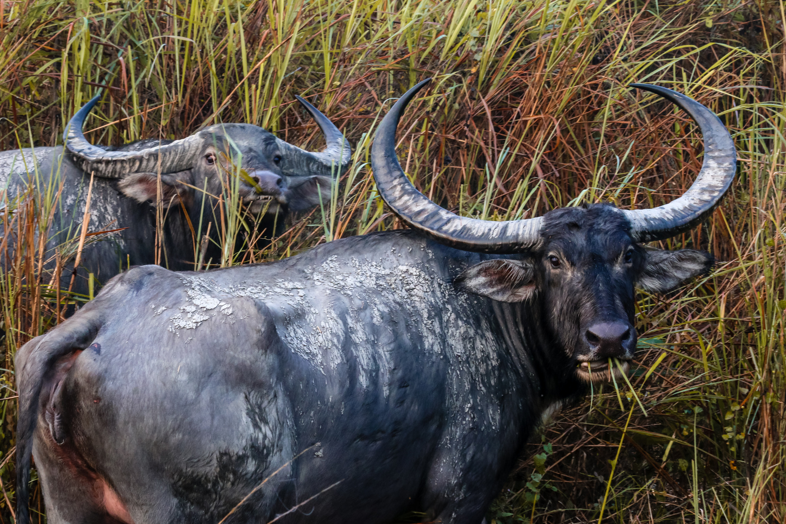 Wasserbüffel, Kaziranga