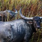 Wasserbüffel, Kaziranga