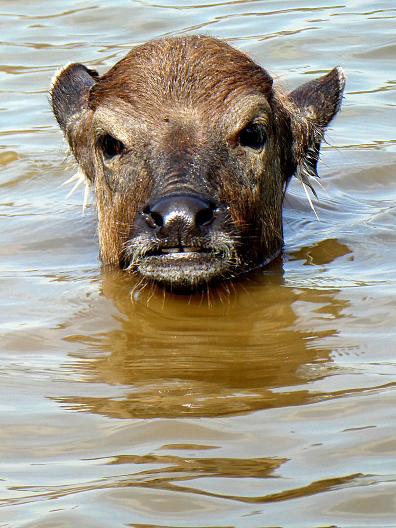 Wasserbüffel Kind beim Baden