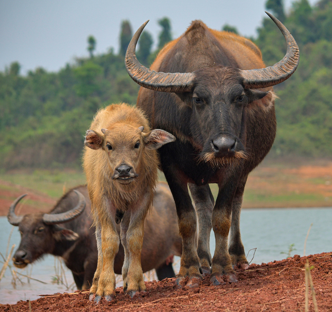 Wasserbüffel Laos II (Familienfoto)