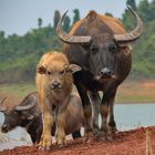 Wasserbüffel Laos II (Familienfoto)