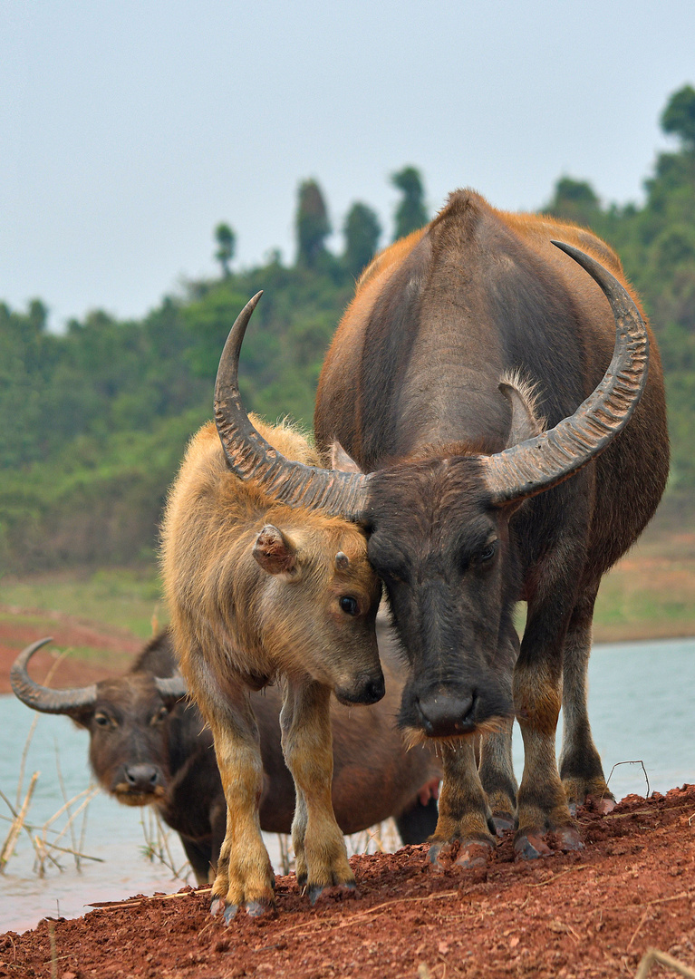 Wasserbüffel Laos III (noch ein Familienfoto)