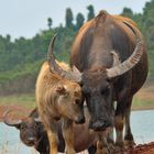 Wasserbüffel Laos III (noch ein Familienfoto)