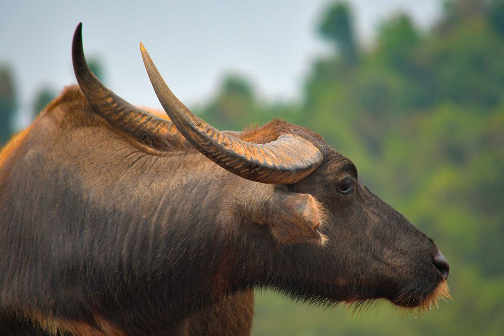 Wasserbüffel Laos IV (Longhorn/Profil)