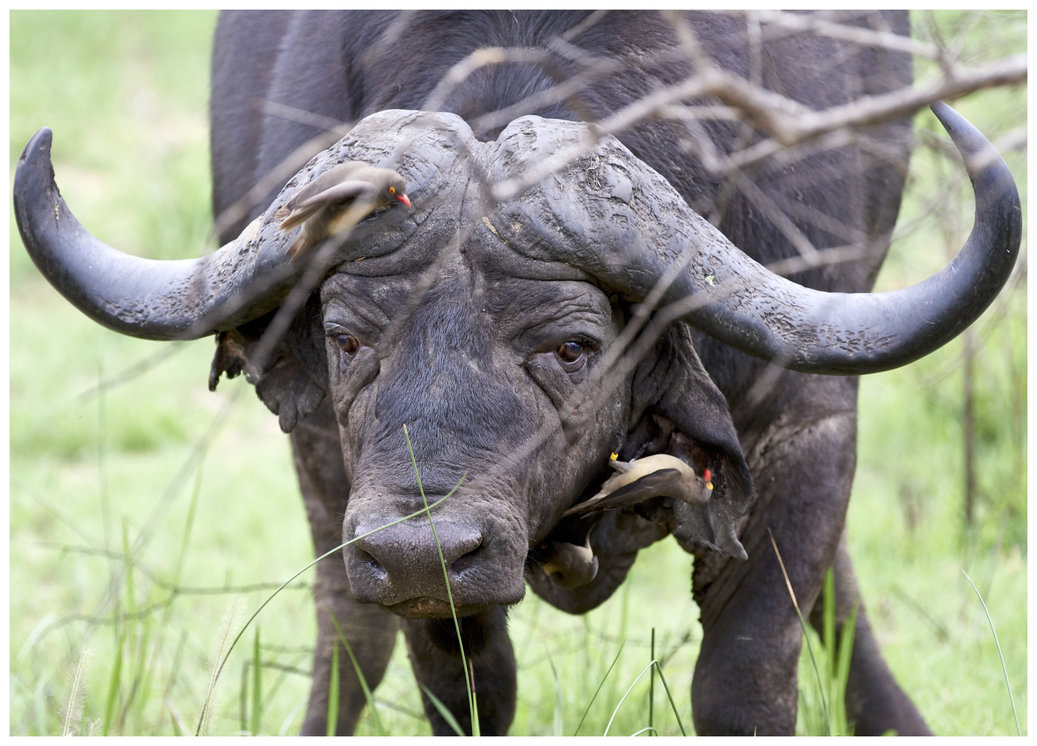 Wasserbueffel - Tembe Elephant Park