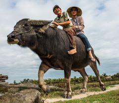 Wasserbüffelreiten in Vietnam