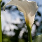 Wassercalla