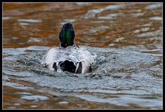 Wasserdecke