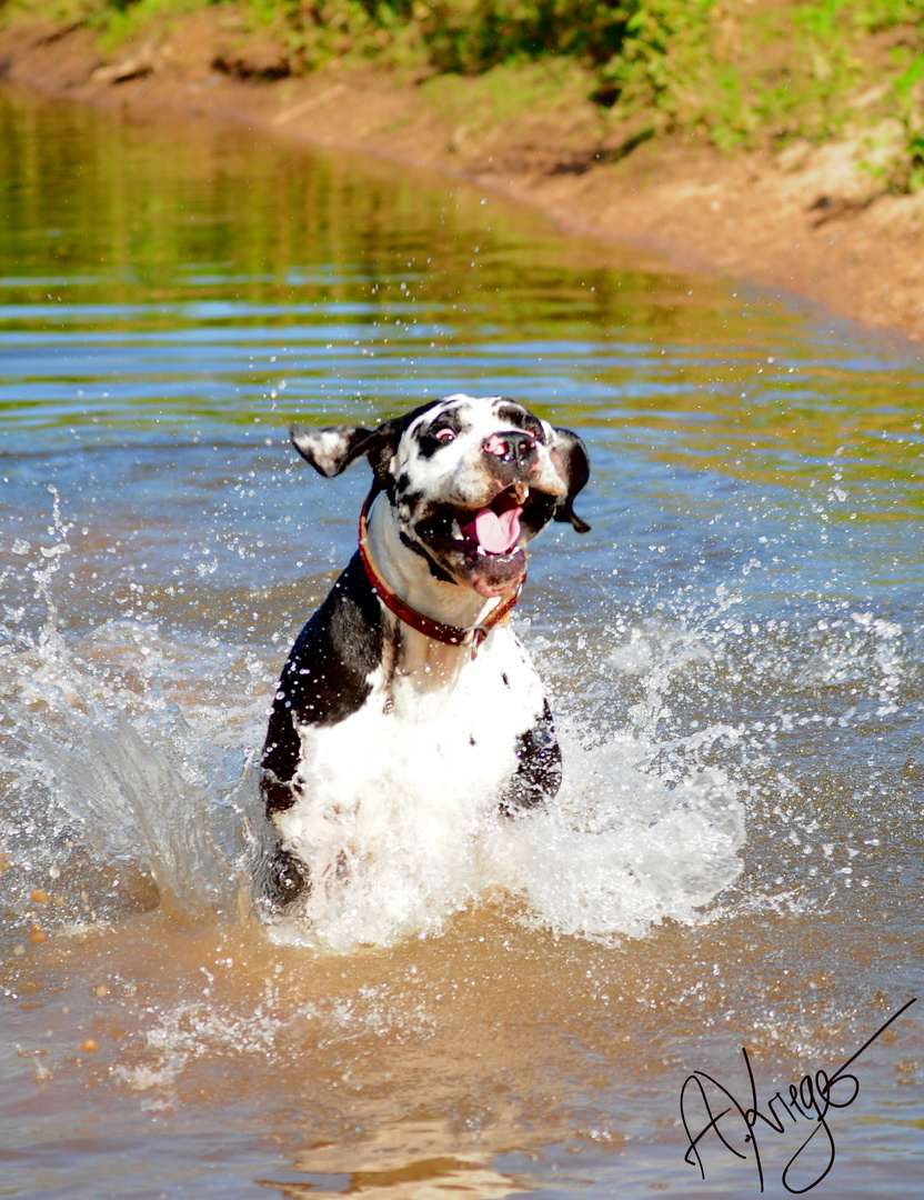 WasserDogge