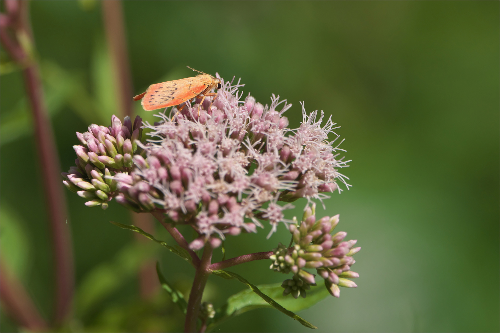 Wasserdorst mit Besucher