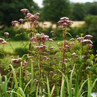 Wasserdost (Eupatorium cannabinum)