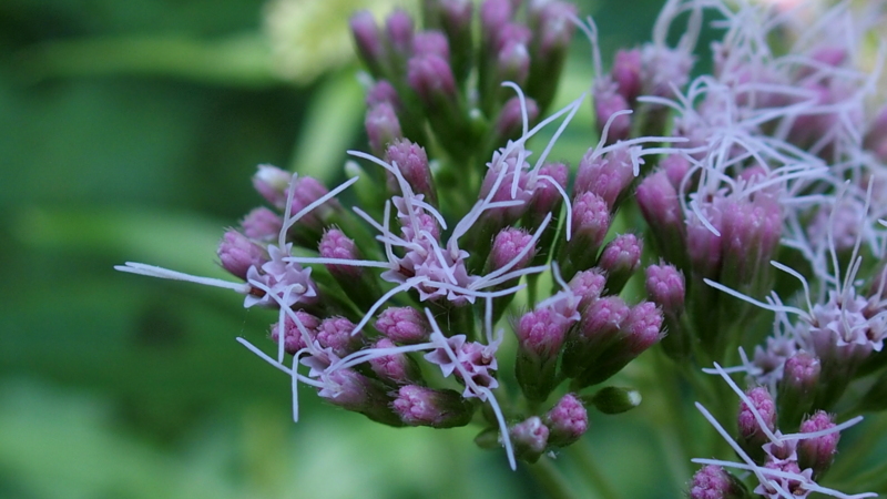 Wasserdost 'Eupatorium cannabium'