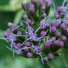 Wasserdost 'Eupatorium cannabium'