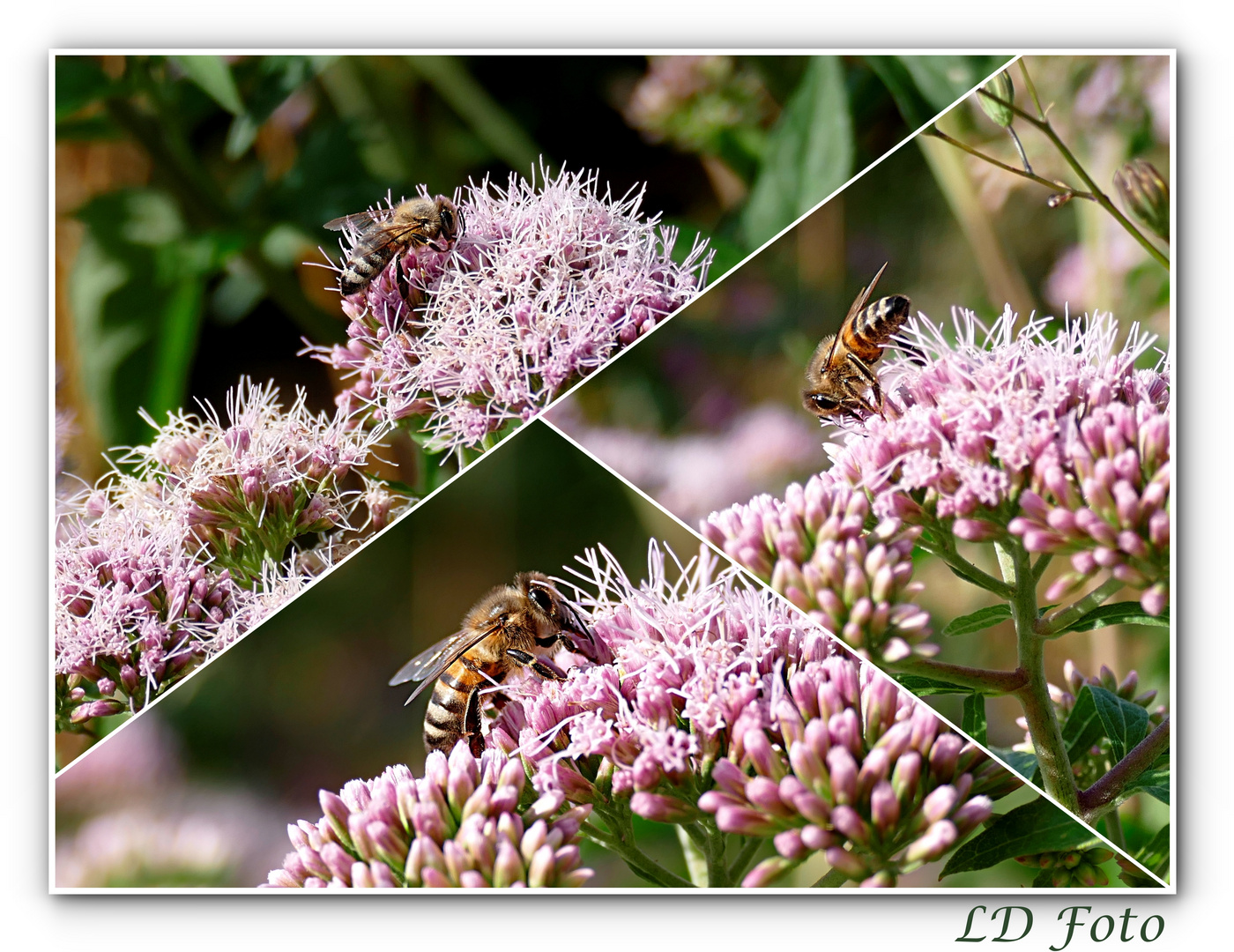 Wasserdost mit Bienchen