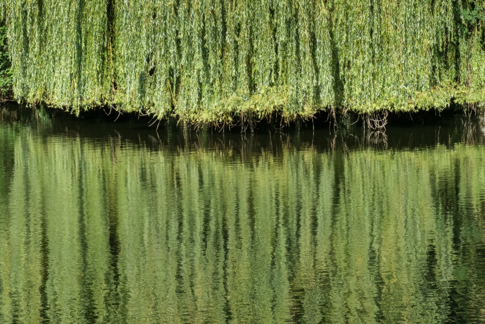 Wasserdschungel