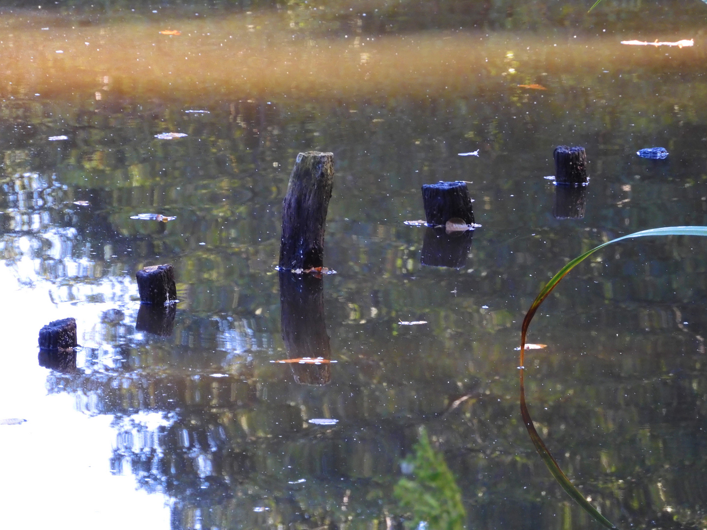 Wasserfähle