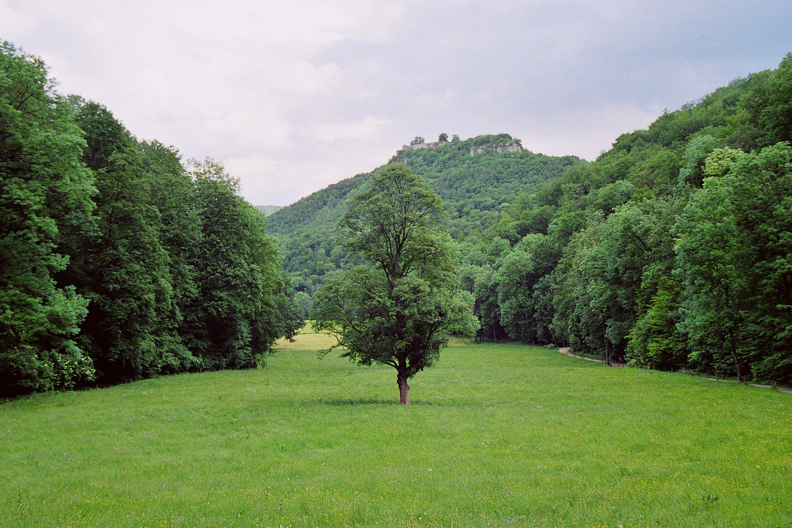 Wasserfall Bad Urach Baum auf der Wiese