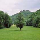 Wasserfall Bad Urach Baum auf der Wiese