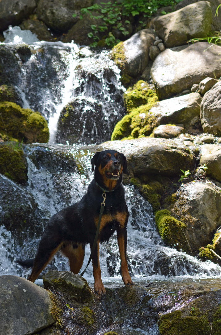 Wasserfall Hund =)