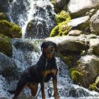 Wasserfall Hund =)