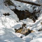 Wasserfall im Schnee