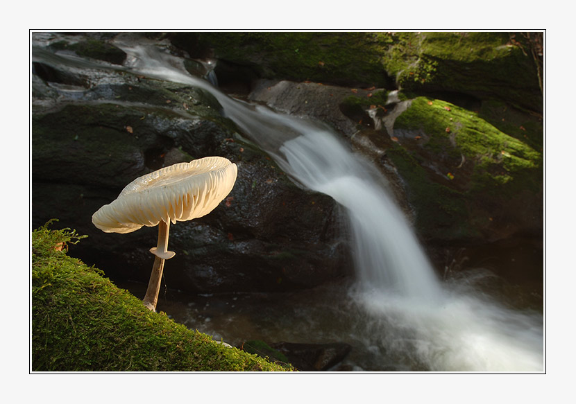 Wasserfall-Pilz