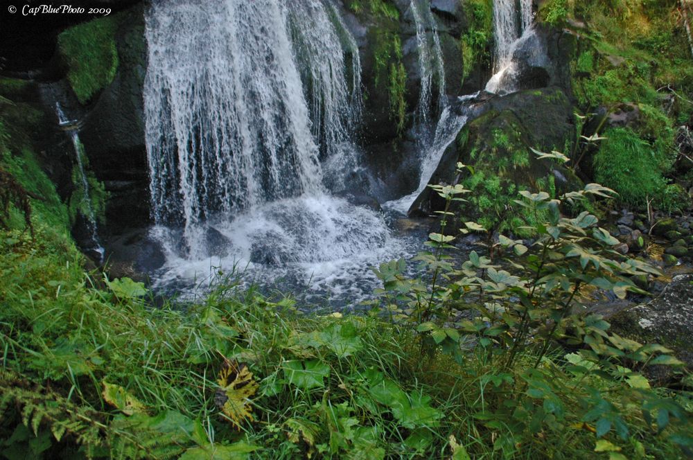 Wasserfall Triberg und grüne Fauna