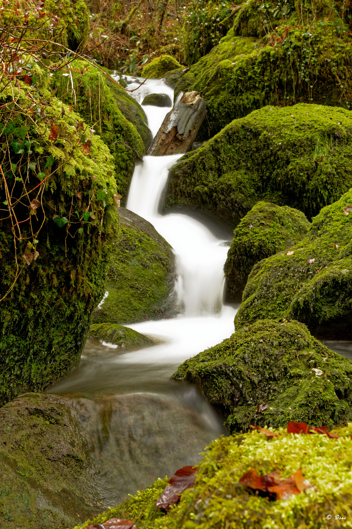 Wasserfall_Chastelbach