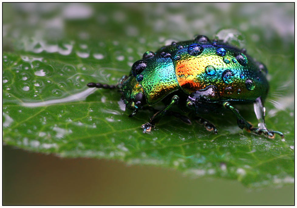 Wasserfarben Foto & Bild | tiere, wildlife, insekten Bilder auf
