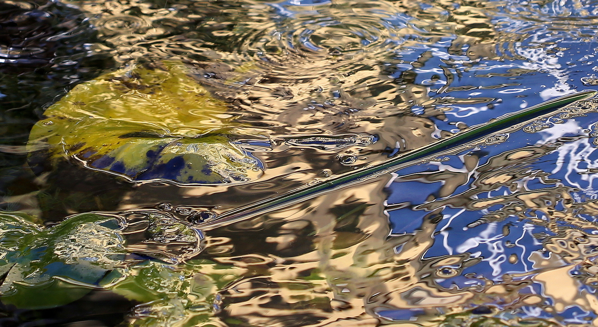 Wasserfarben Foto & Bild teich, natur, pflanzen Bilder auf