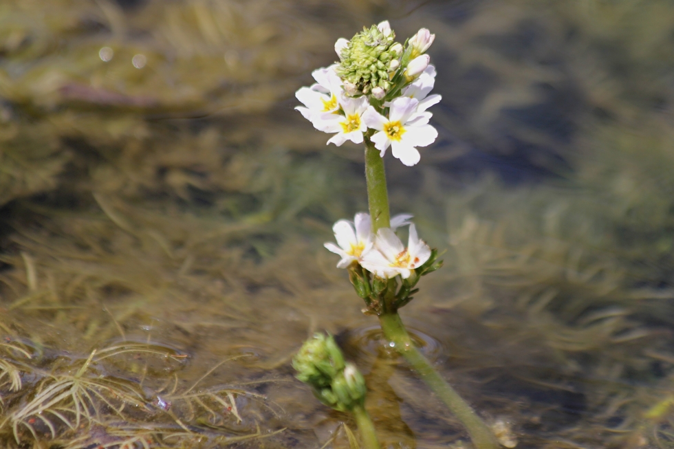 Wasserfeder