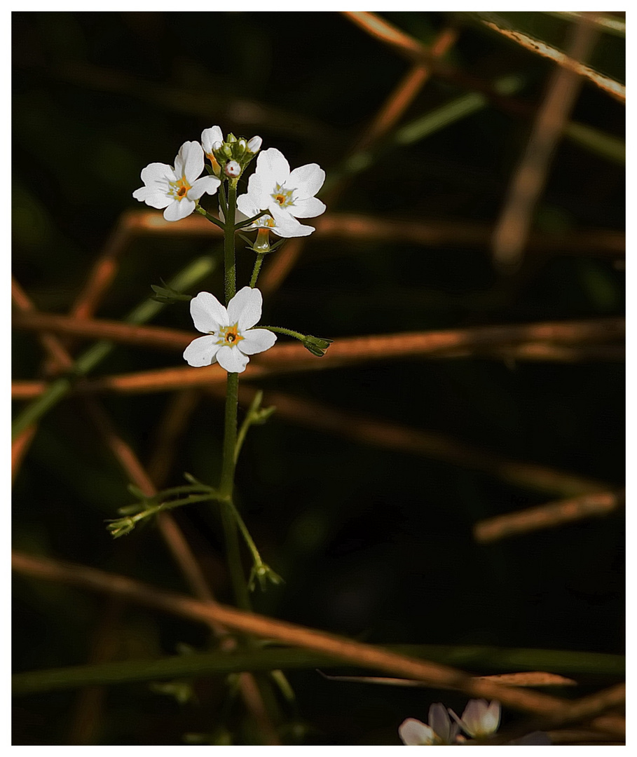 Wasserfeder (Hottonia palustris)