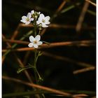 Wasserfeder (Hottonia palustris)