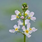 Wasserfeder: Zarte Schönheit im Frühling