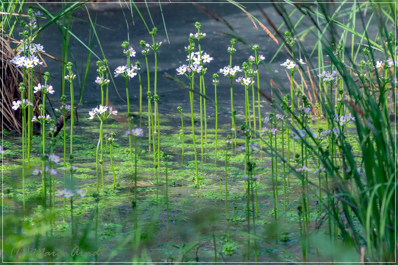 Wasserfedern