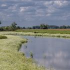 Wasserfenchel